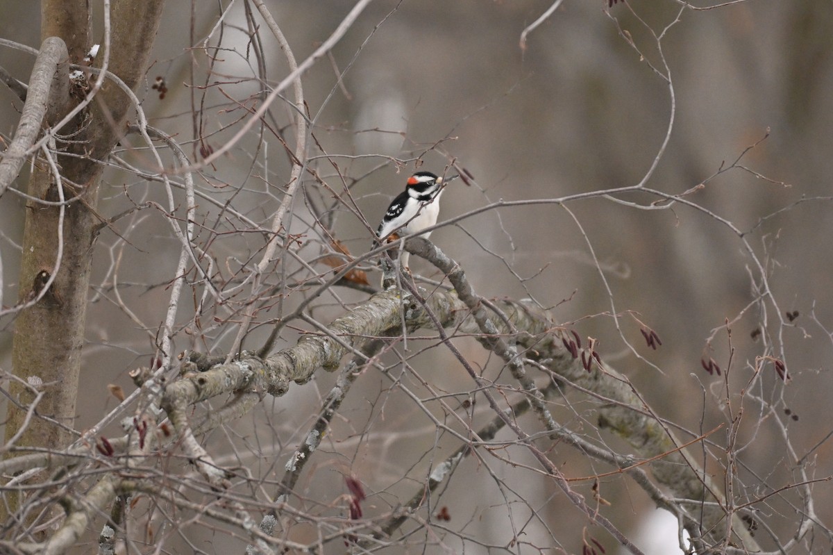 Downy Woodpecker - ML645735119