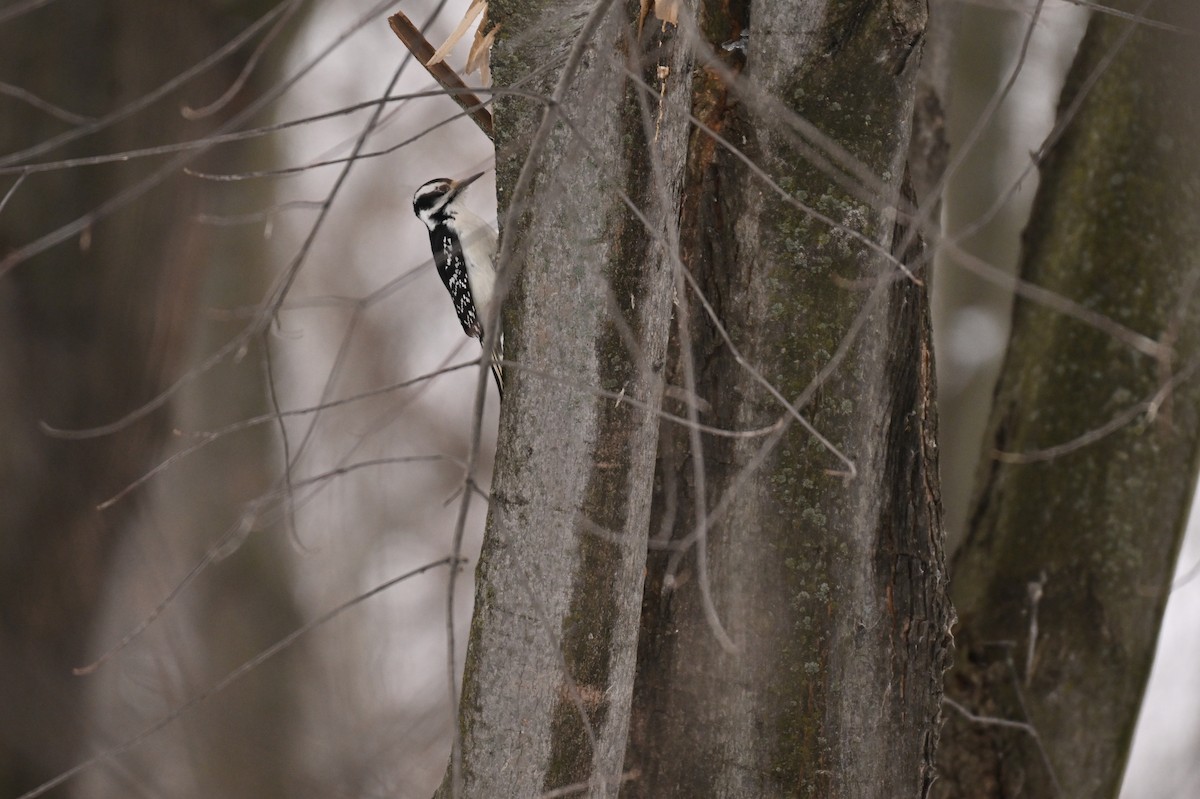 Hairy Woodpecker - ML645735132