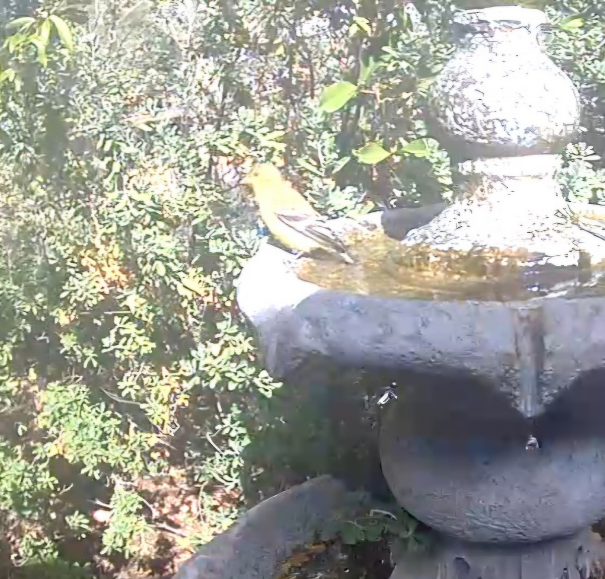 American Goldfinch - ML645735135