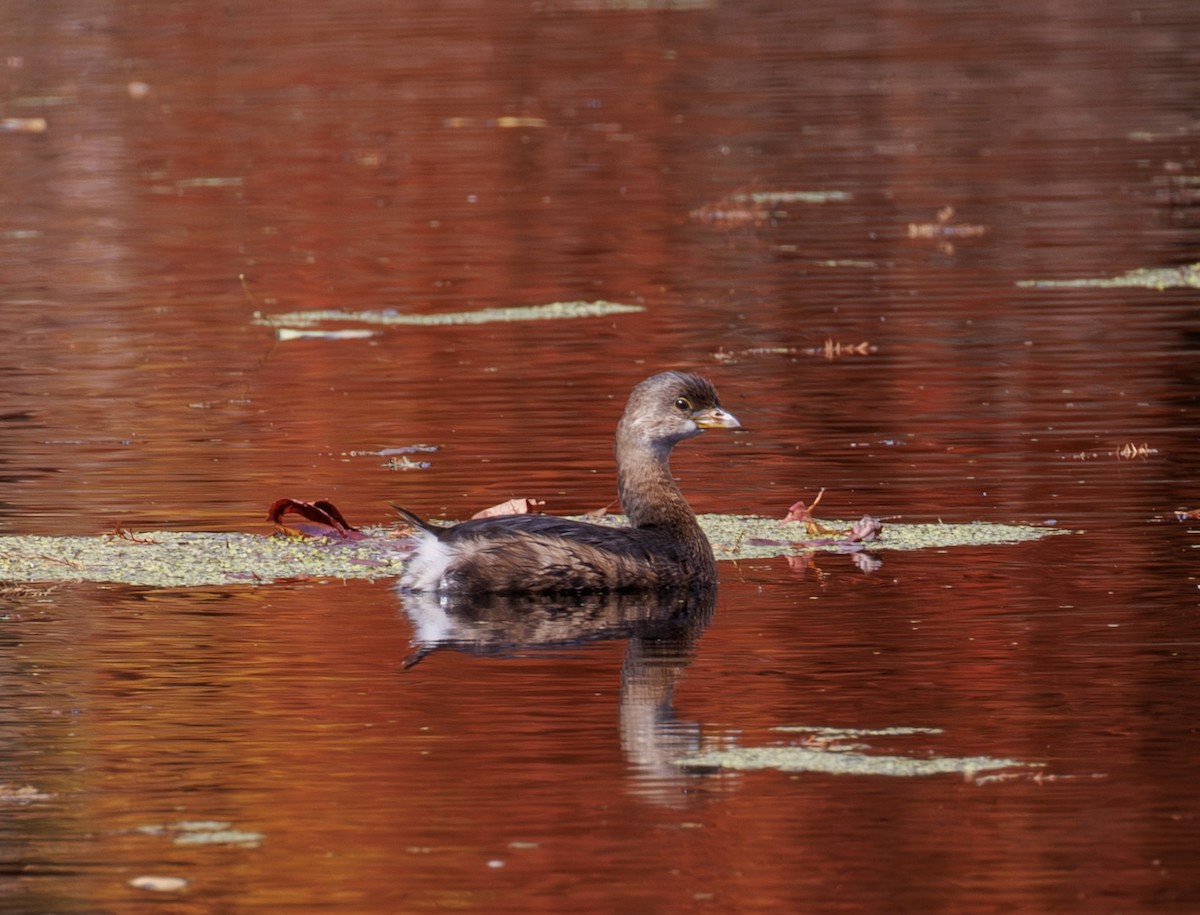 potápka americká - ML645735142