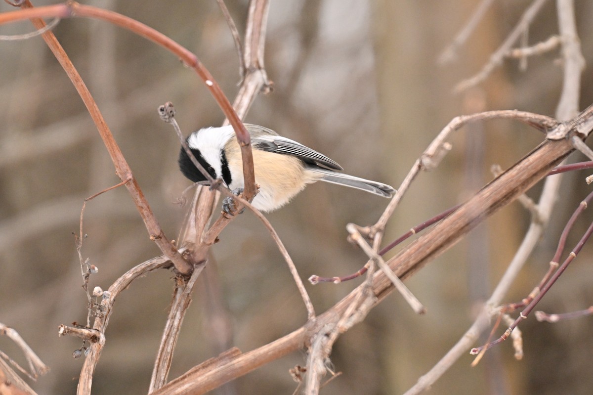 Black-capped Chickadee - ML645735148
