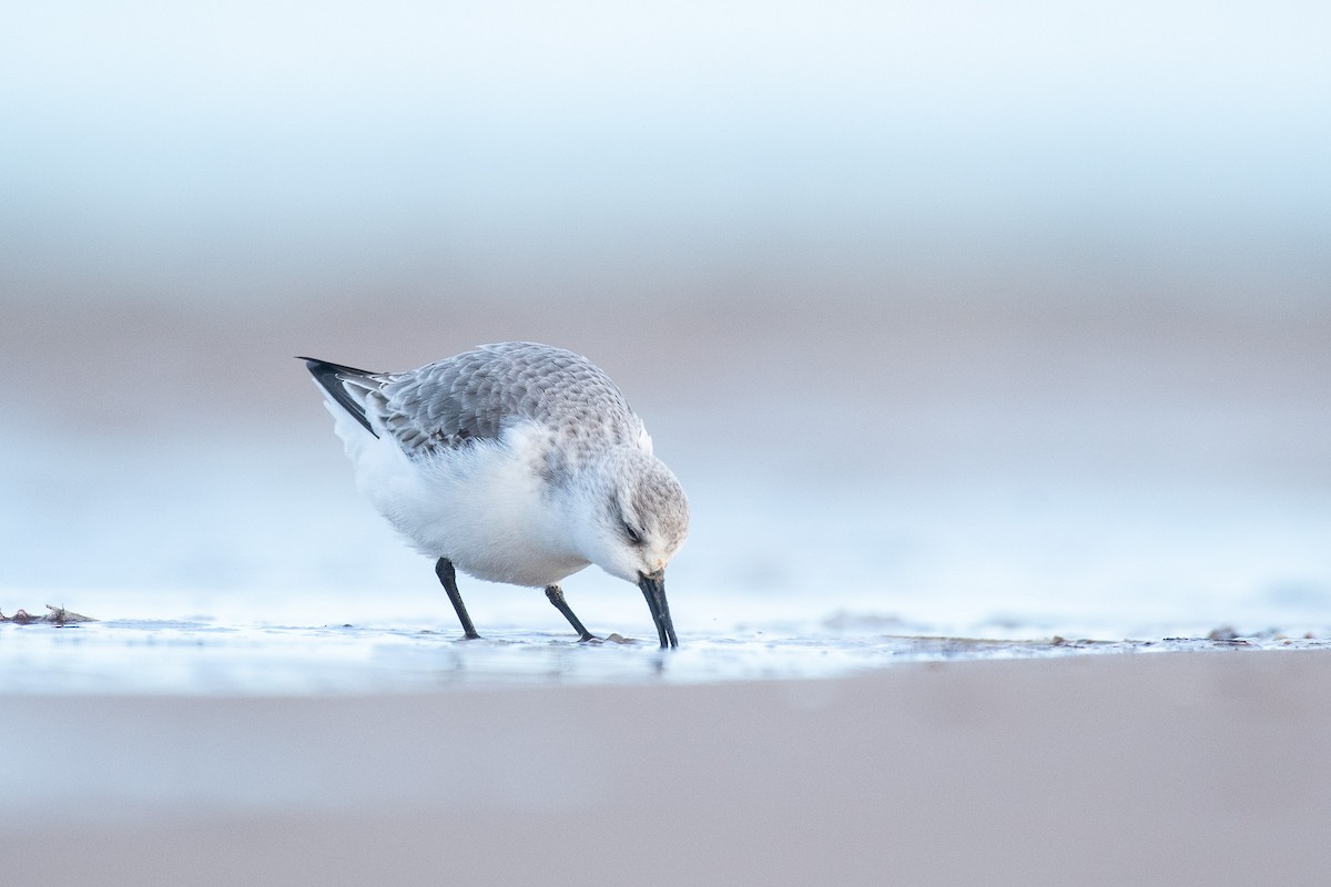 Песчанка - ML645735149