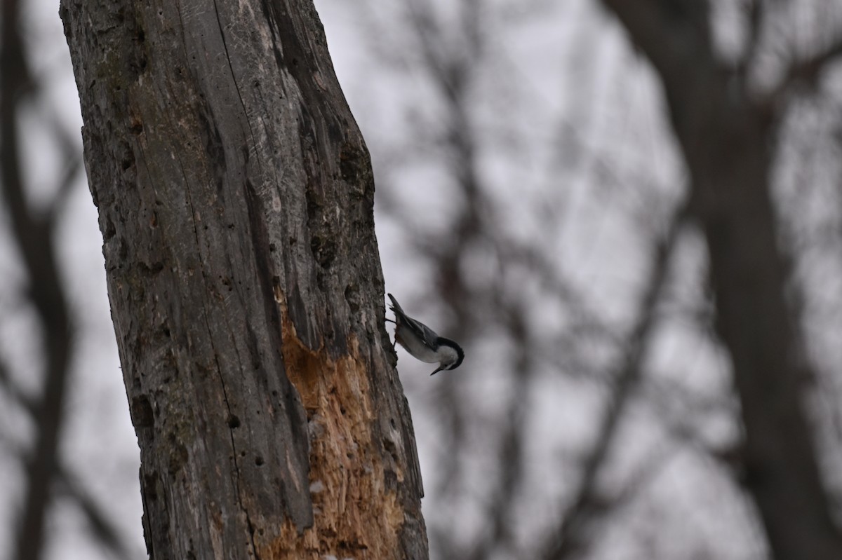 White-breasted Nuthatch - ML645735167