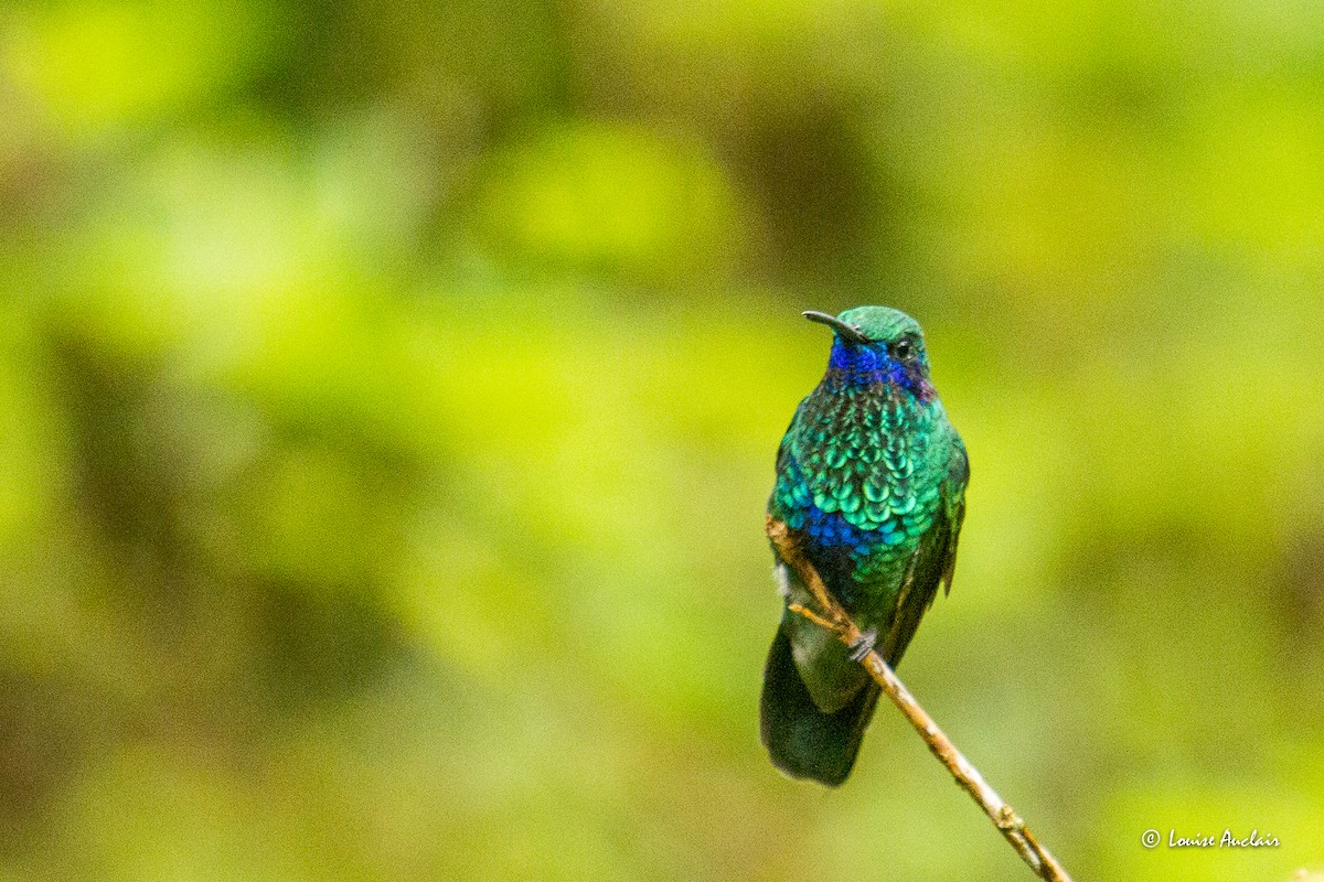 fiolørekolibri - ML645735190