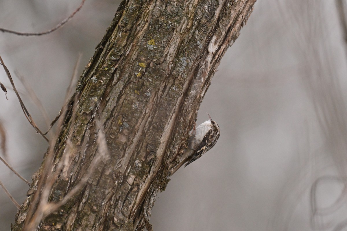 Brown Creeper - ML645735191