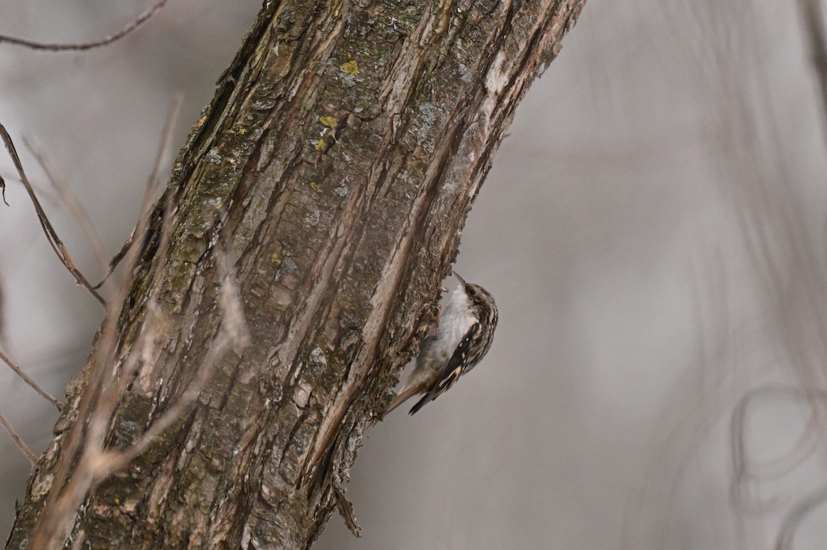 Brown Creeper - ML645735193