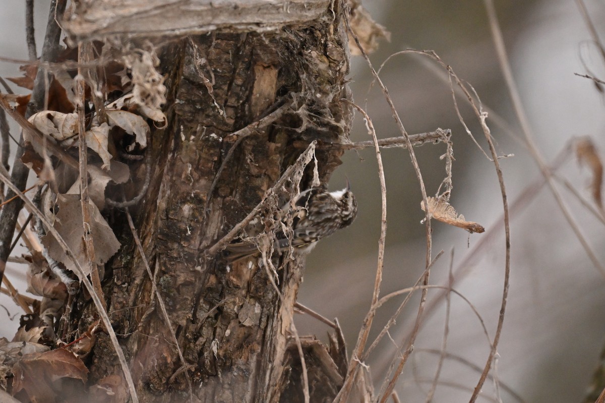 Brown Creeper - ML645735194