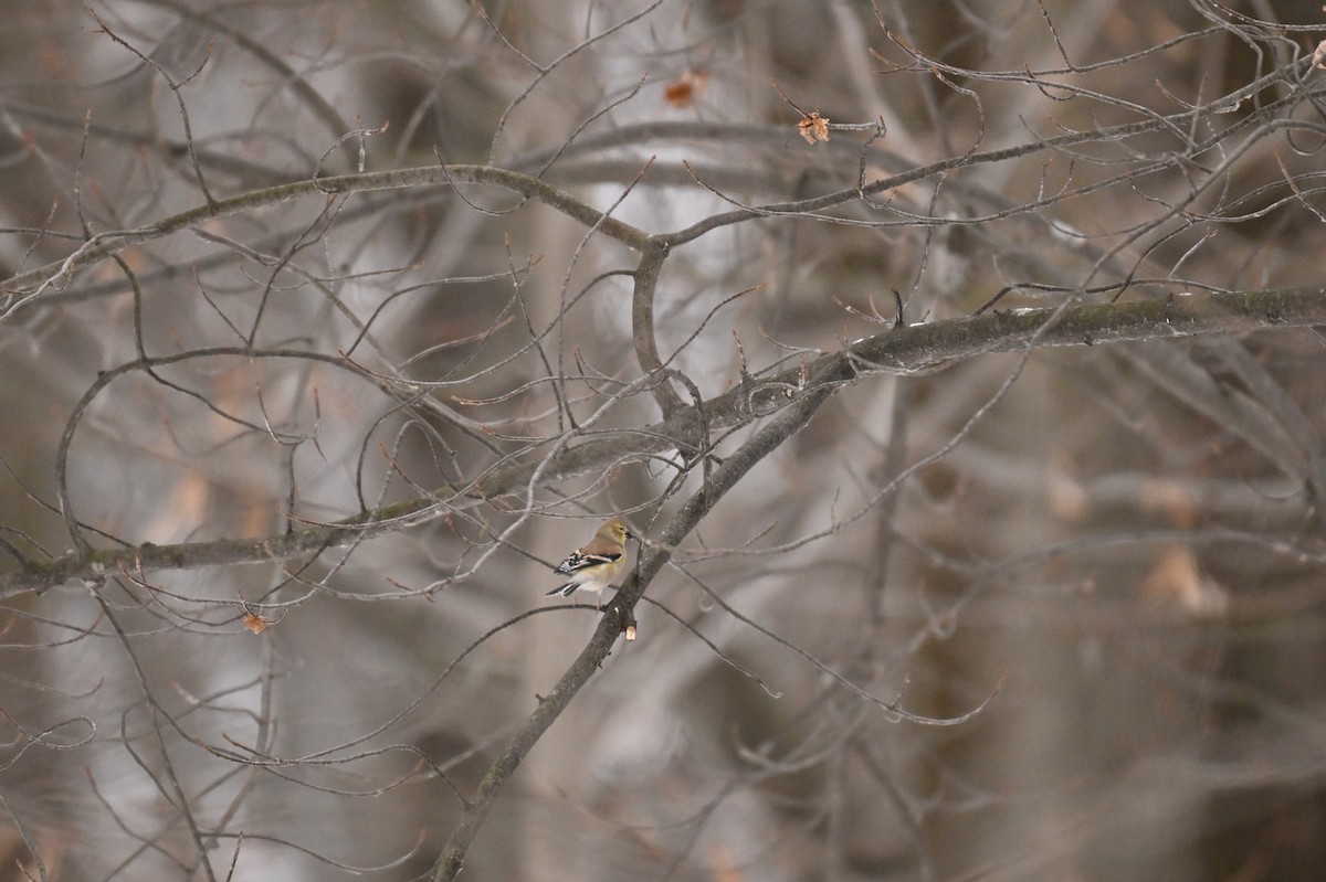 American Goldfinch - ML645735211