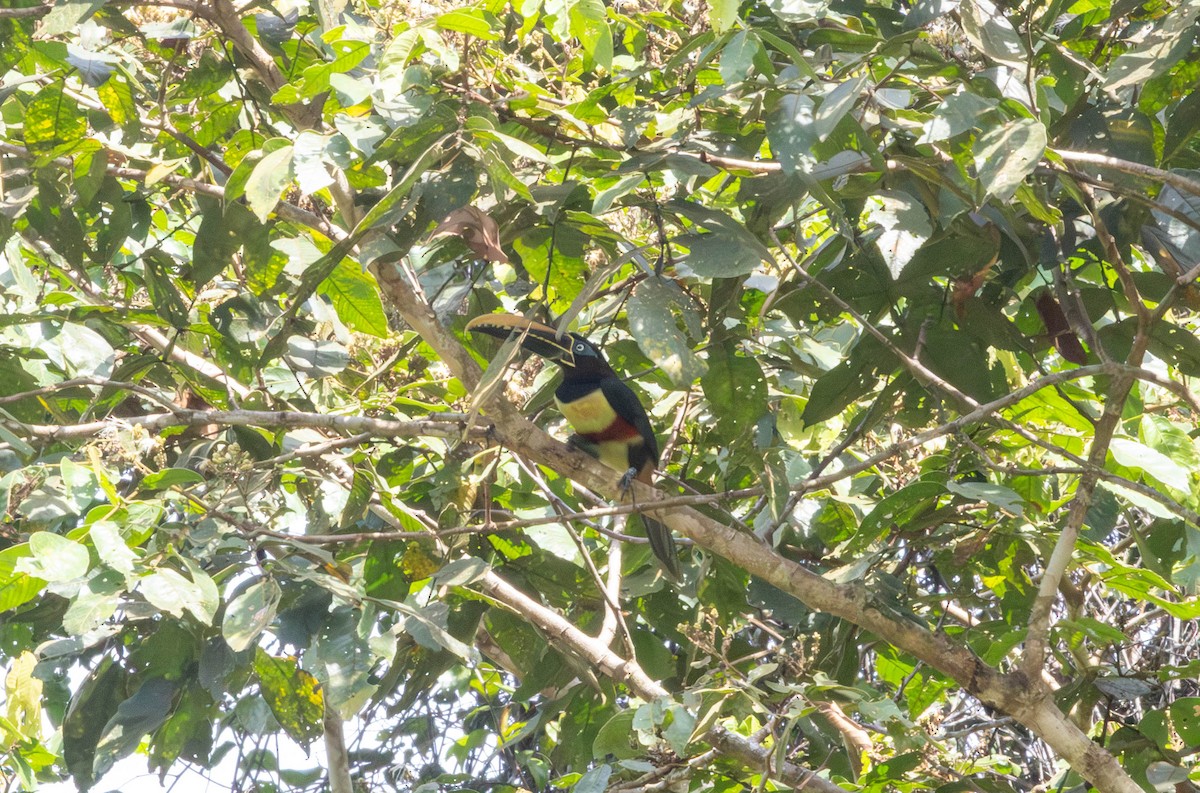 arassari hnědouchý - ML645735239