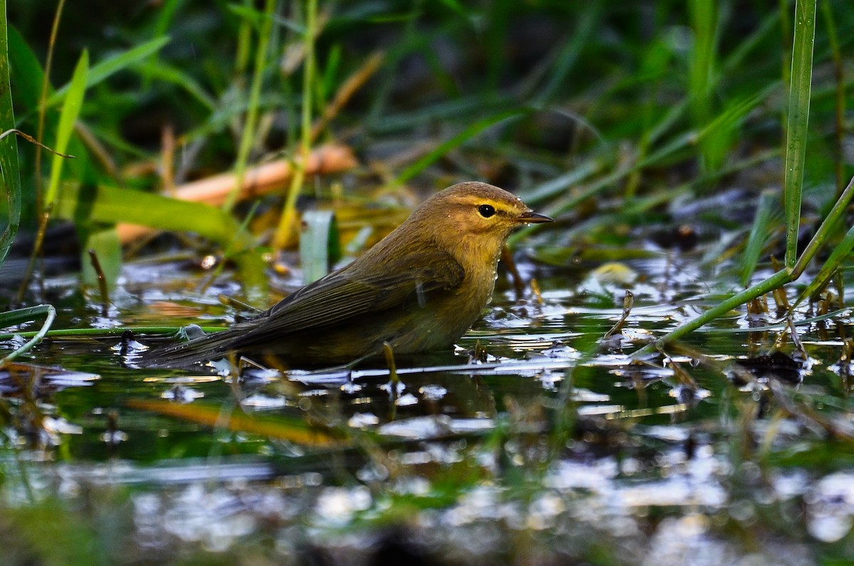 チフチャフ - ML645735244