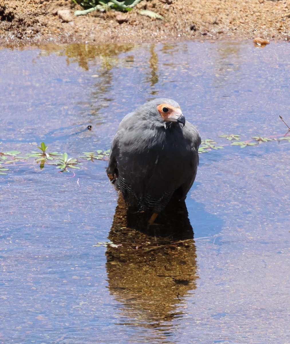 African Harrier-Hawk - ML645735248
