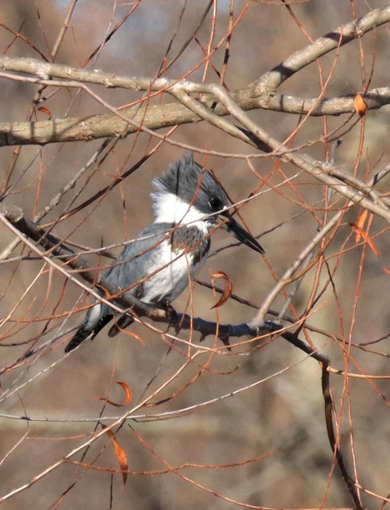 Belted Kingfisher - ML645735260