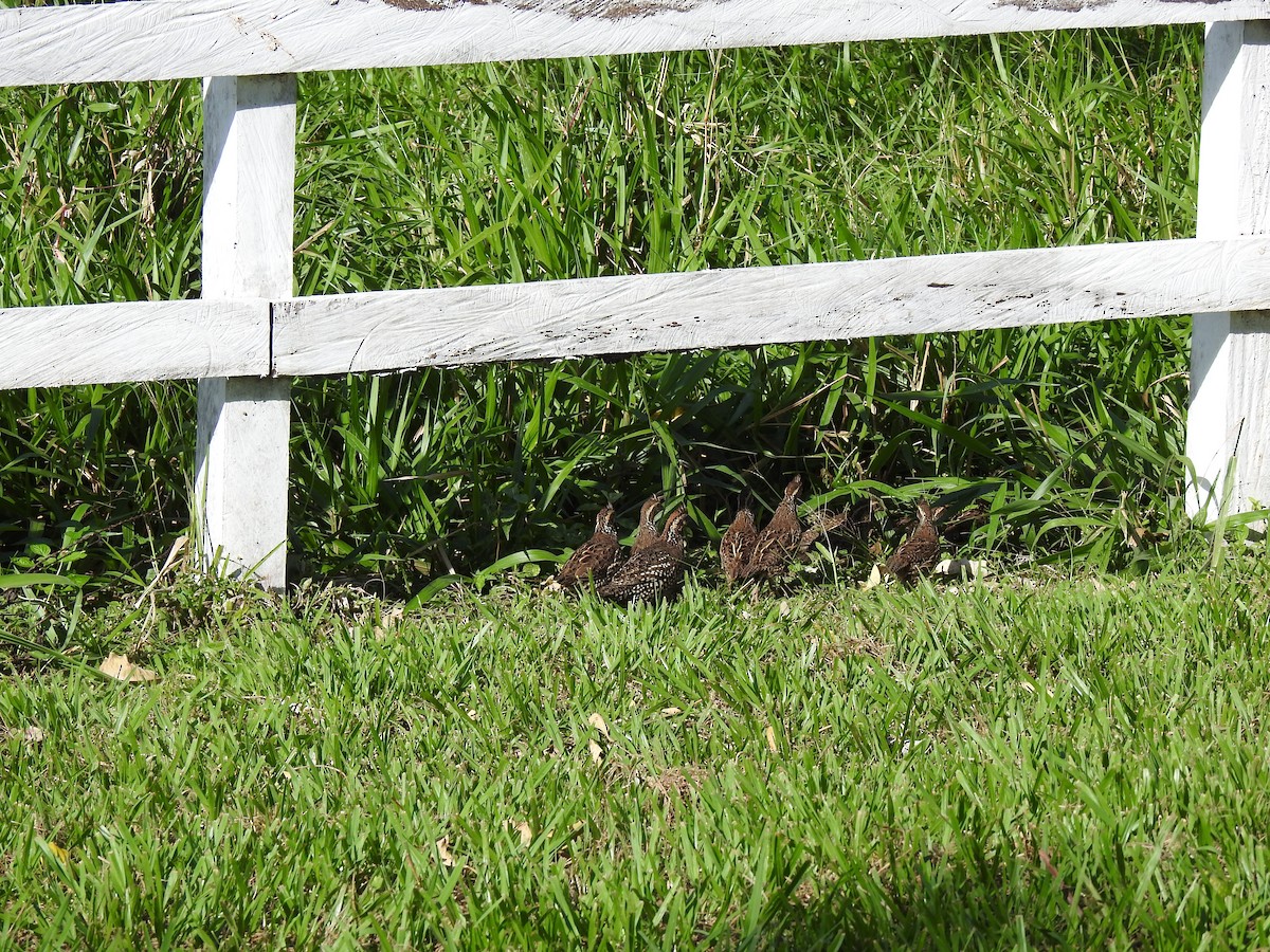 Spot-bellied Bobwhite - ML645735268
