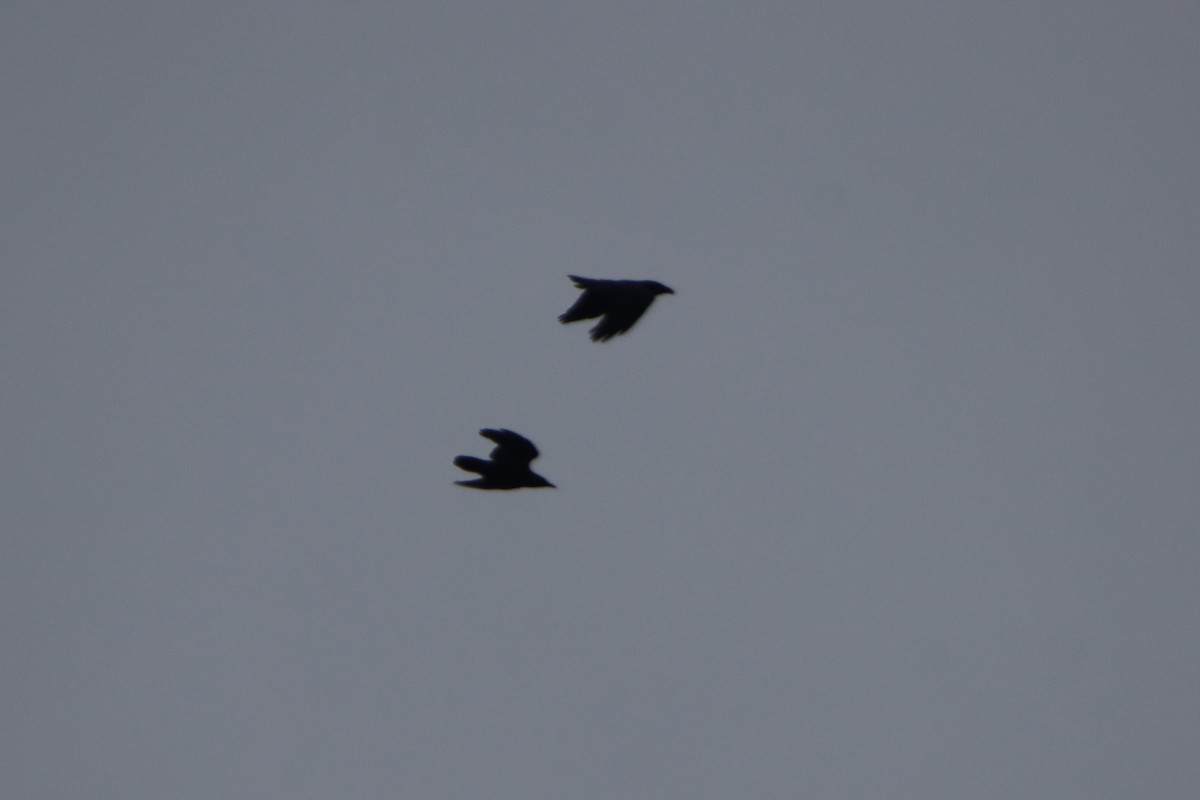 עורב שחור - ML645735269