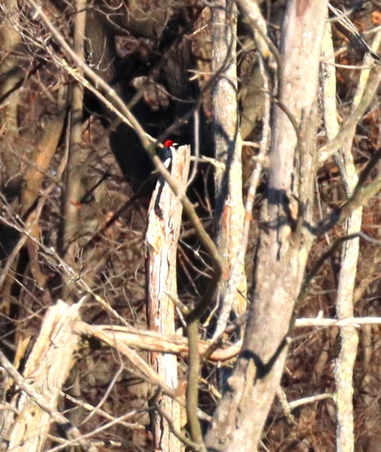 Red-headed Woodpecker - ML645735270