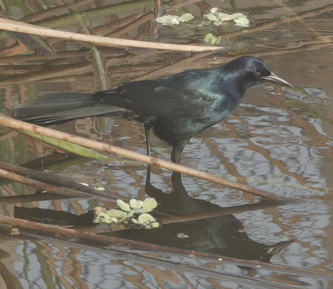 Boat-tailed Grackle - ML645735280