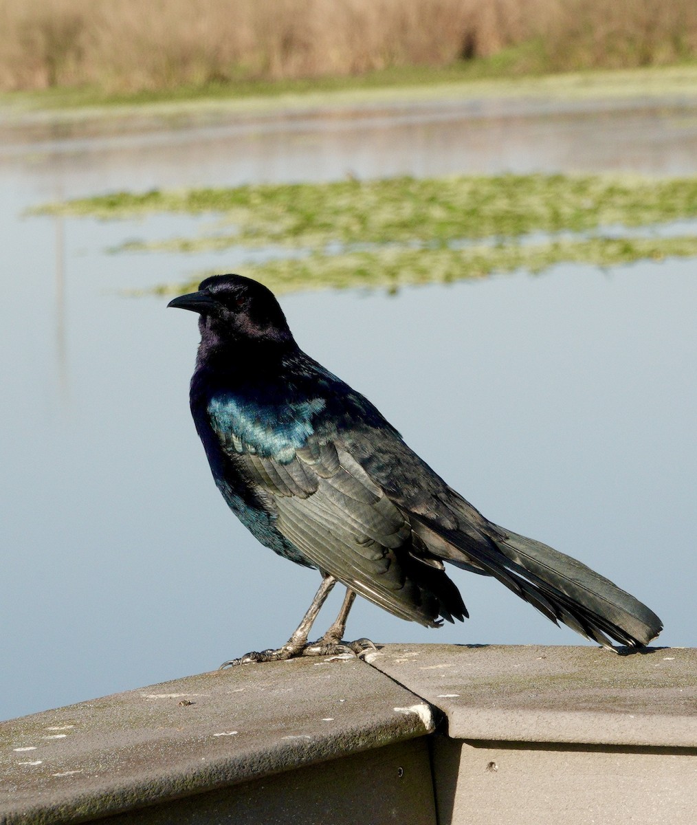 Boat-tailed Grackle - ML645735282