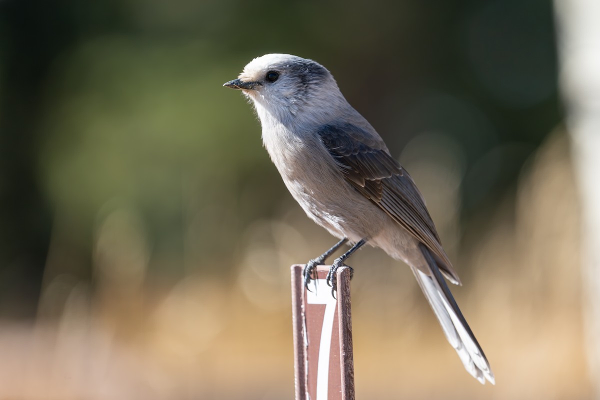 Canada Jay (Rocky Mts.) - ML645735285