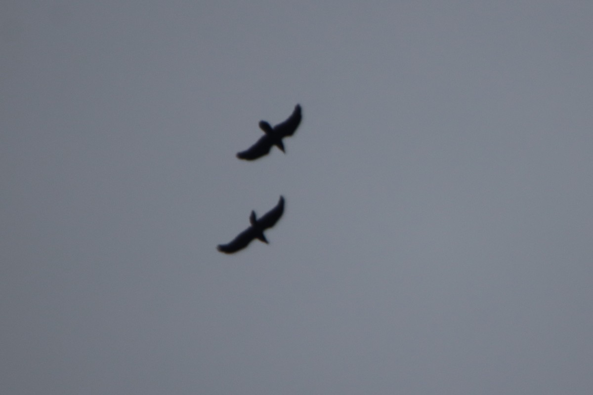 עורב שחור - ML645735286