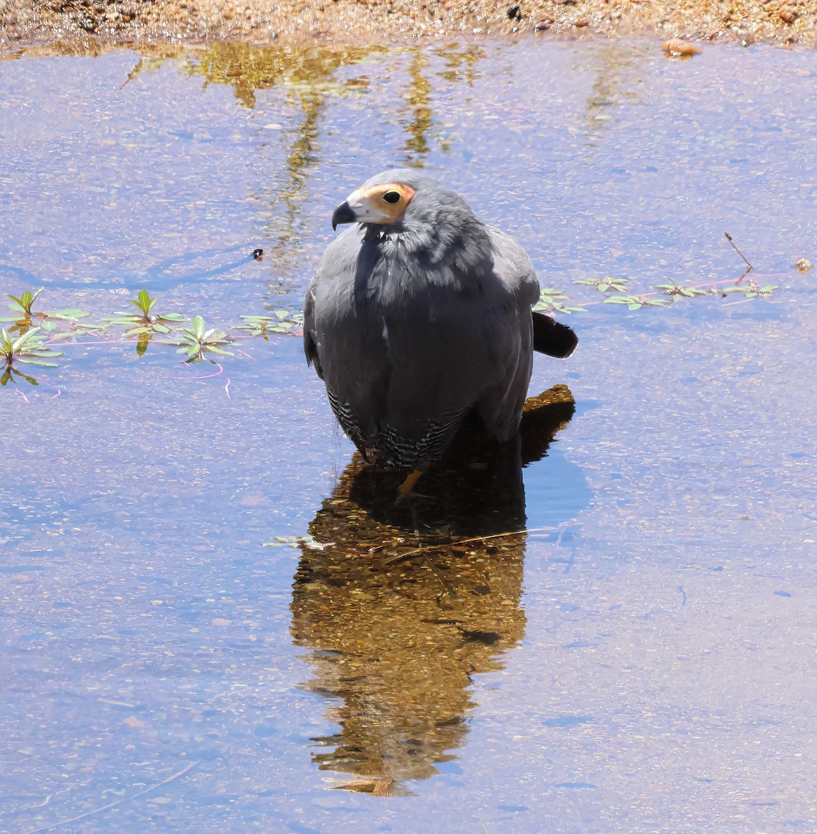 African Harrier-Hawk - ML645735288