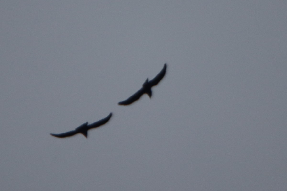 עורב שחור - ML645735292