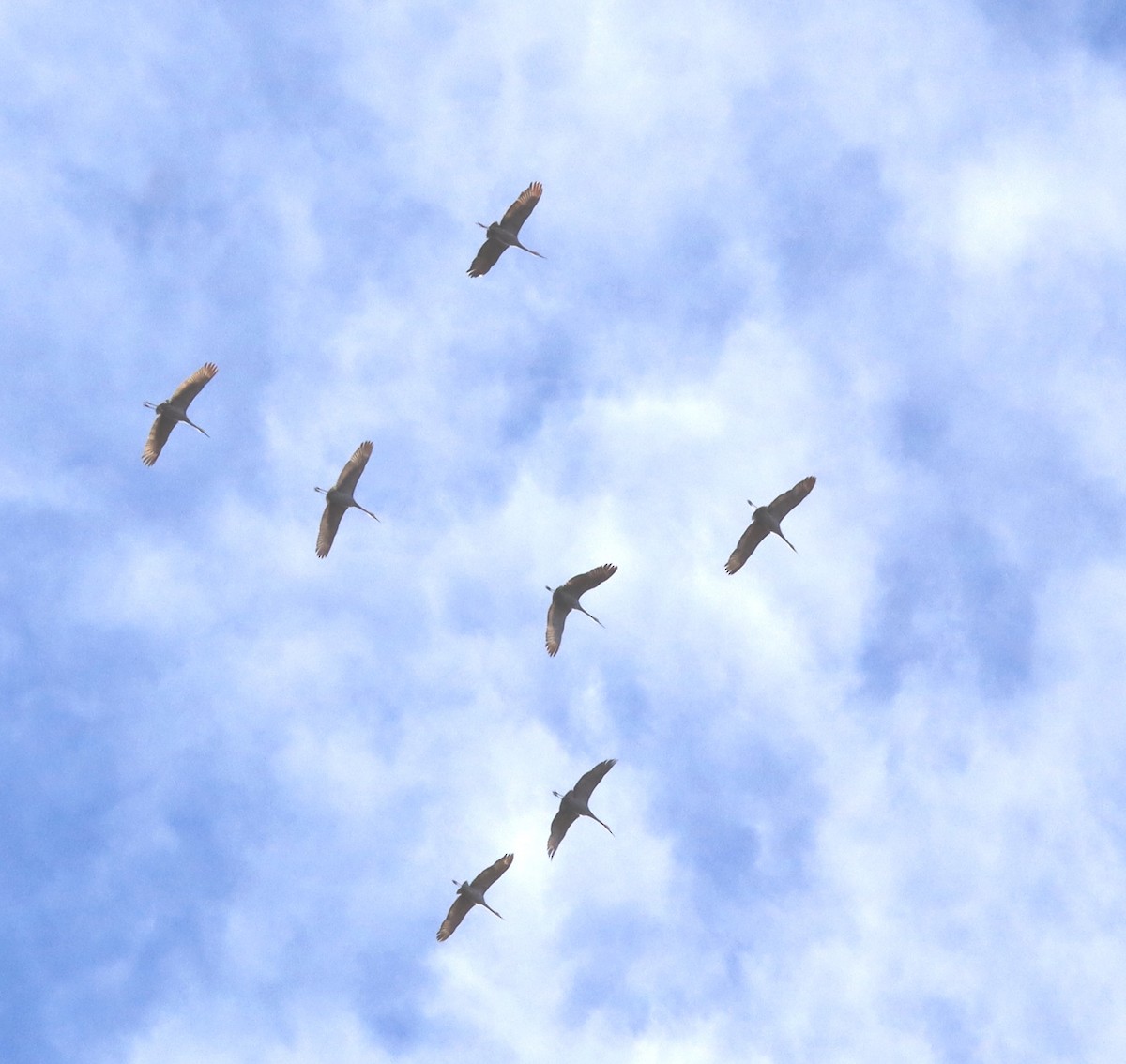 Орог тогоруу - ML645735298