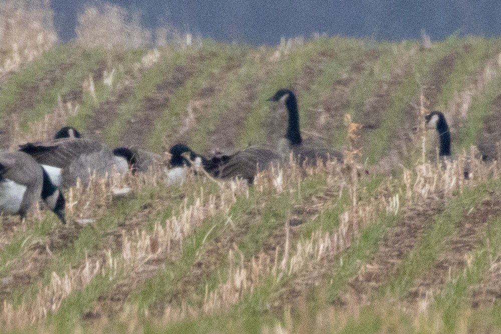 Oca canadese maggiore - ML645735300