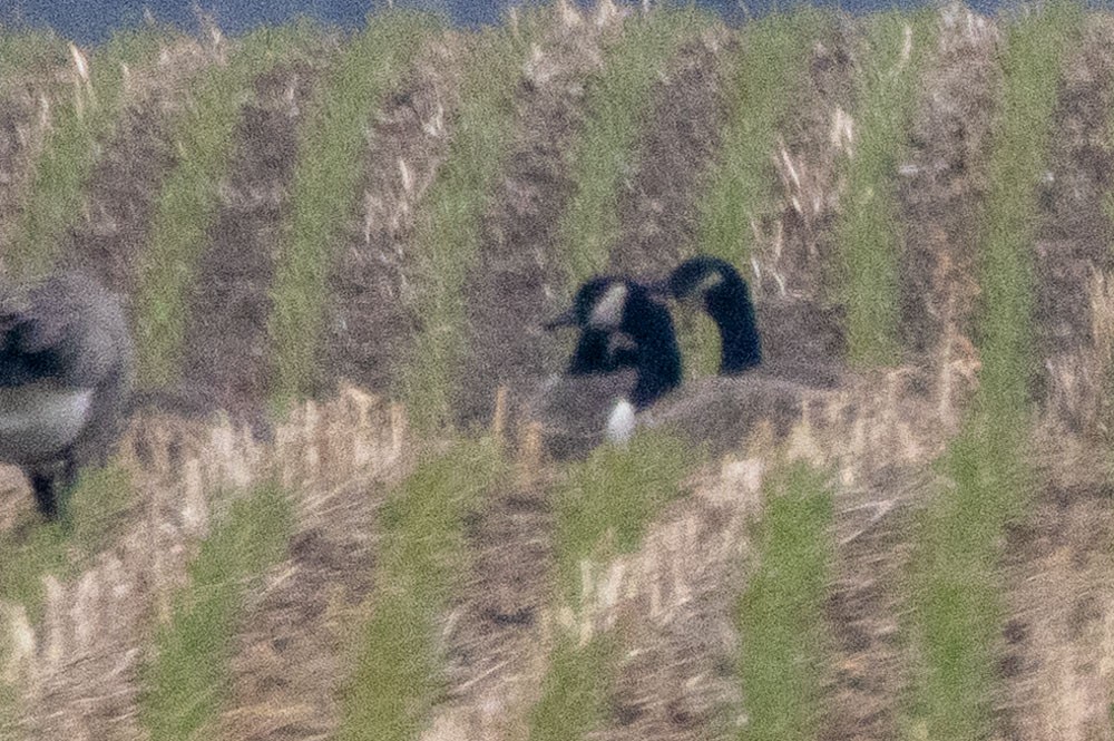 Oca canadese maggiore - ML645735301