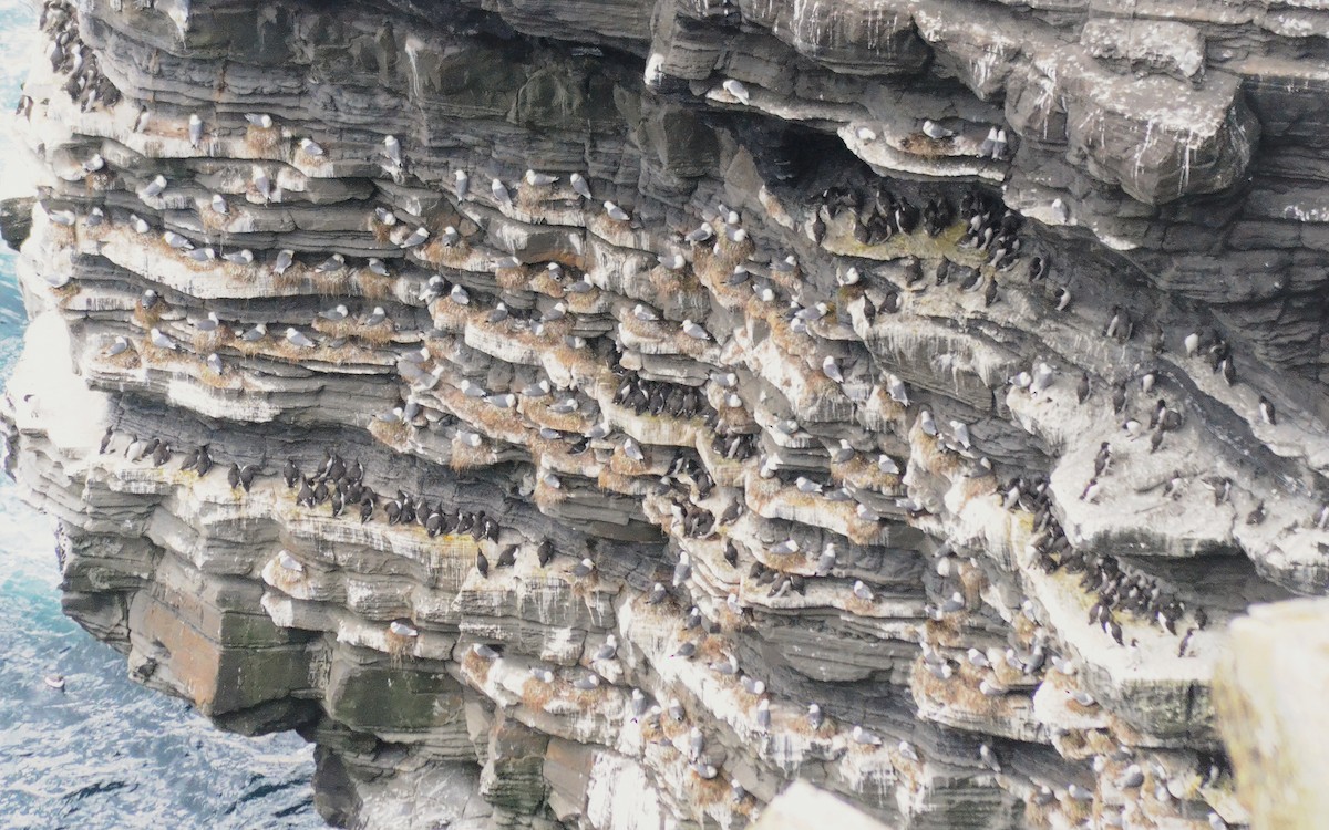 ウミガラス - ML645735325