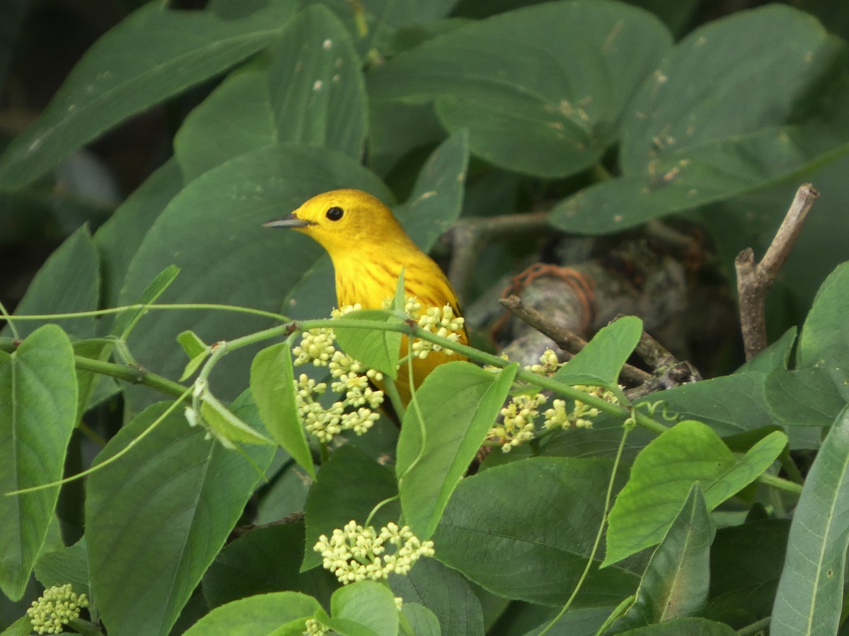 Northern Yellow Warbler - ML645735341