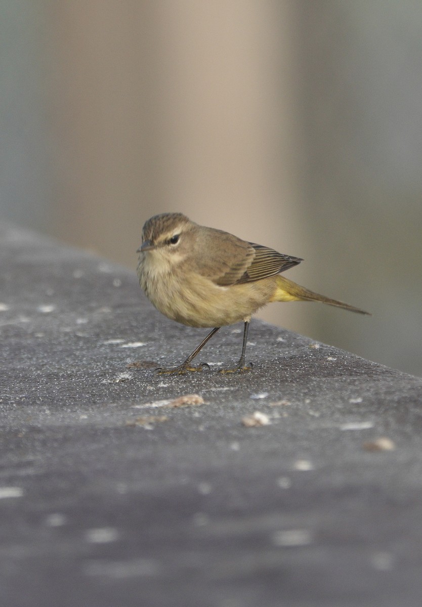 Palm Warbler - ML645735349