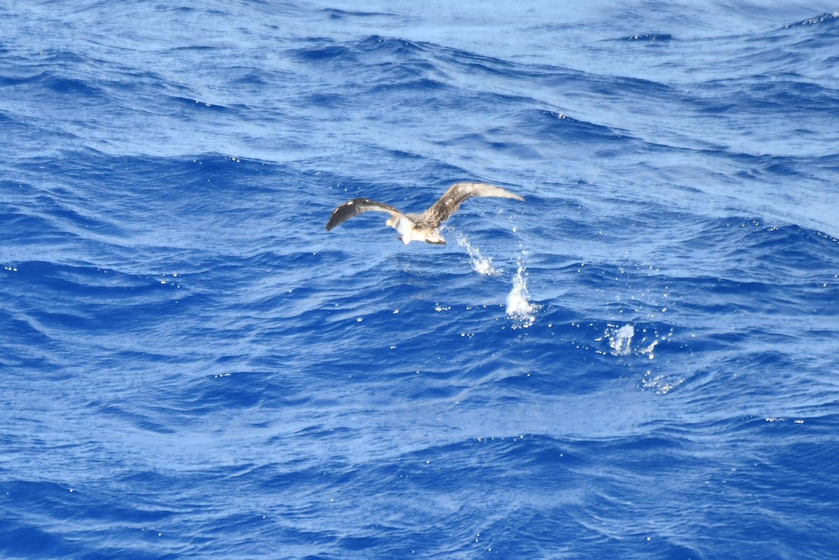 Cory's Shearwater - ML645735350