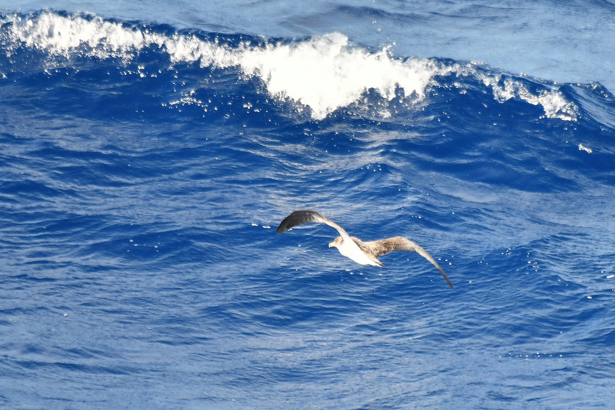 Cory's Shearwater - ML645735351