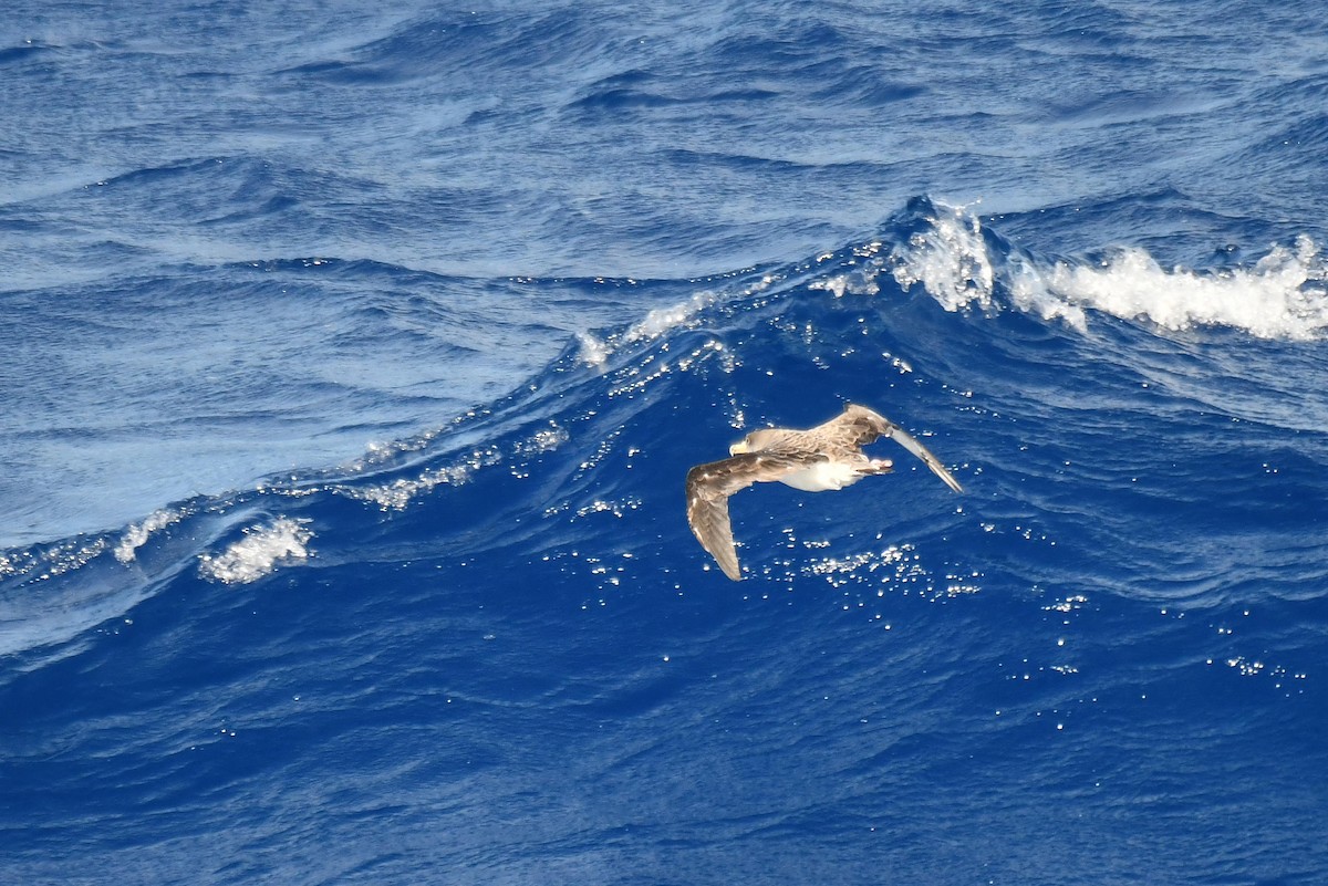 Cory's Shearwater - ML645735352