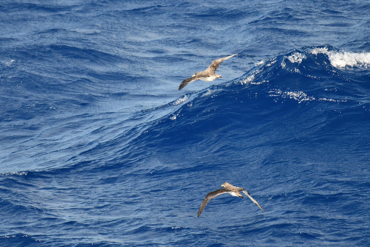 Cory's Shearwater - ML645735354