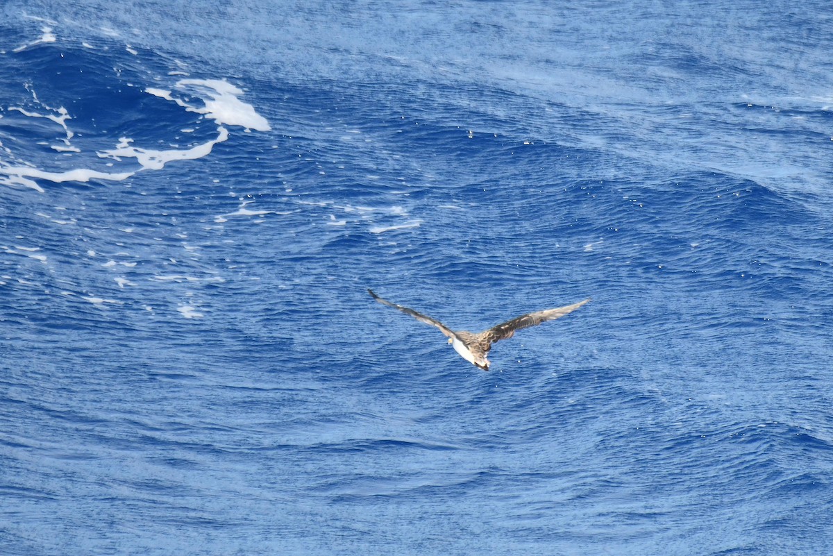 Cory's Shearwater - ML645735355