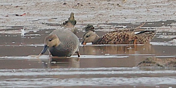 kopřivka obecná - ML645735380