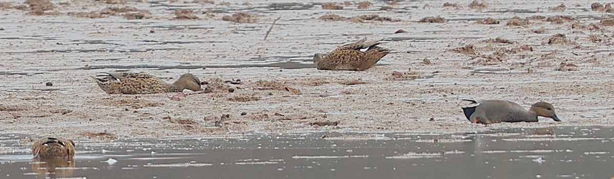 kopřivka obecná - ML645735381