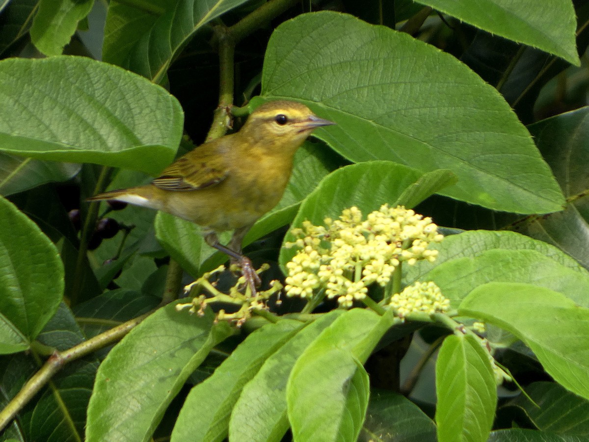 Tennesse Ötleğeni - ML645735386