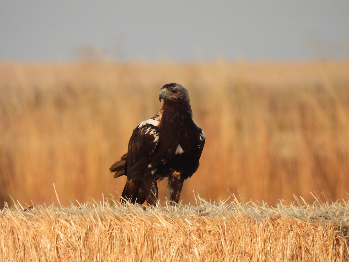 Spanish Eagle - ML645735400