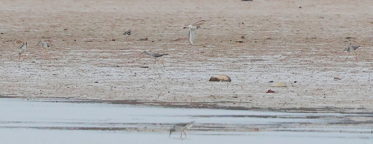 kulík rezavoocasý - ML645735437