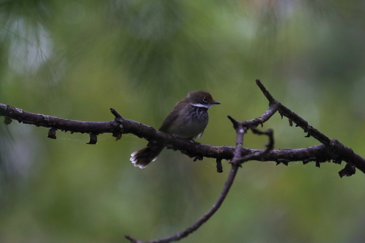 Australian Rufous Fantail - ML645735456