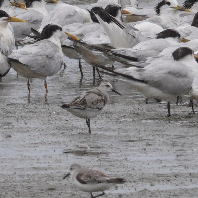 Песчанка - ML645735481