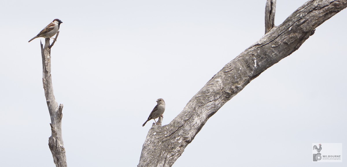 イエスズメ - ML645735487