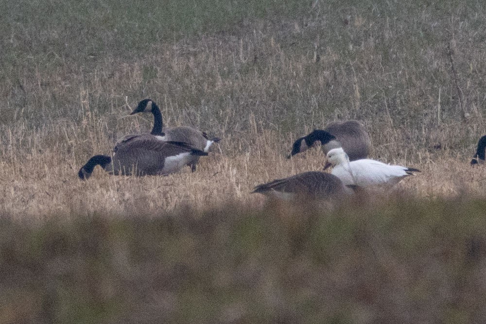 Oca delle nevi - ML645735488