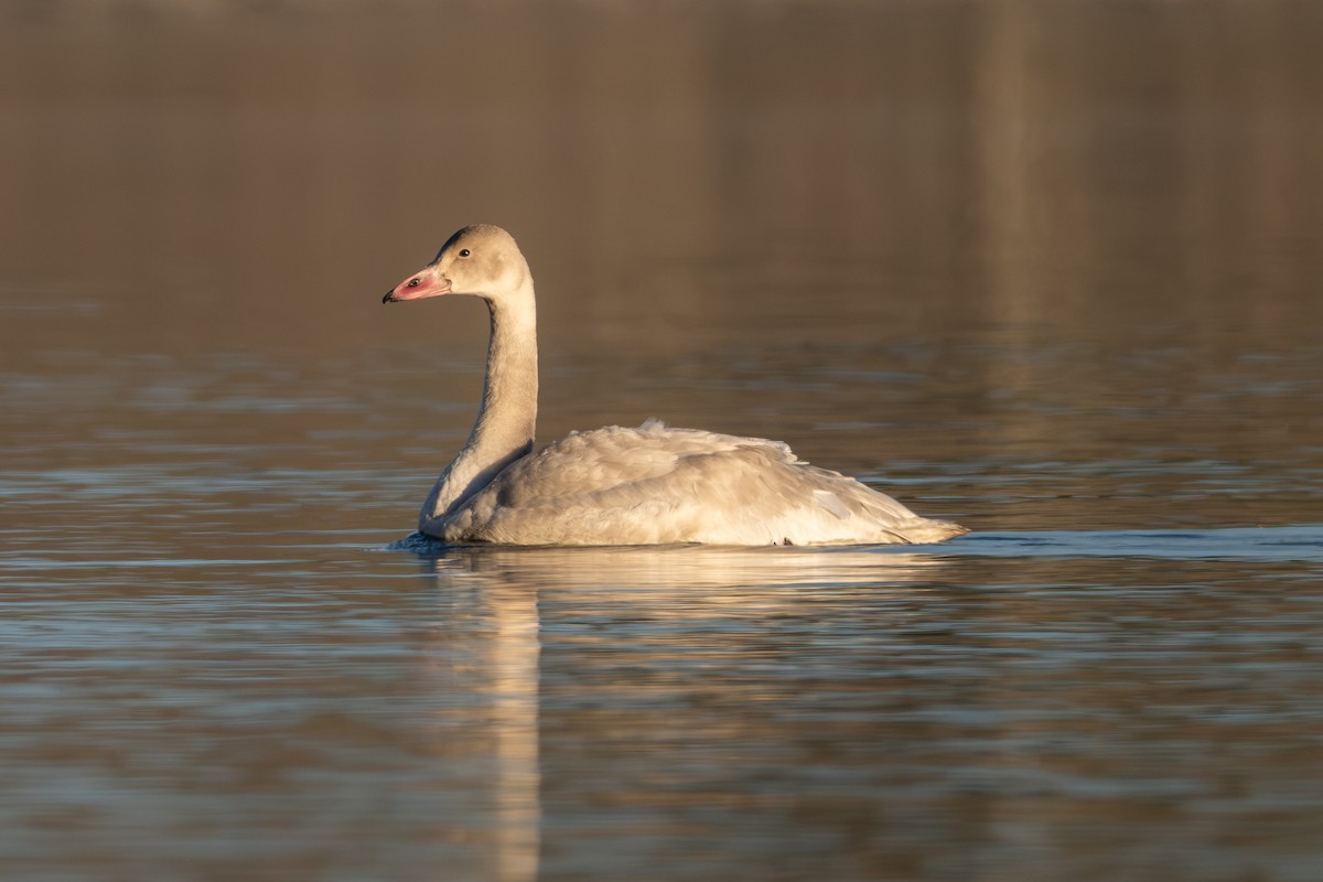 Гунгар хун - ML645735489