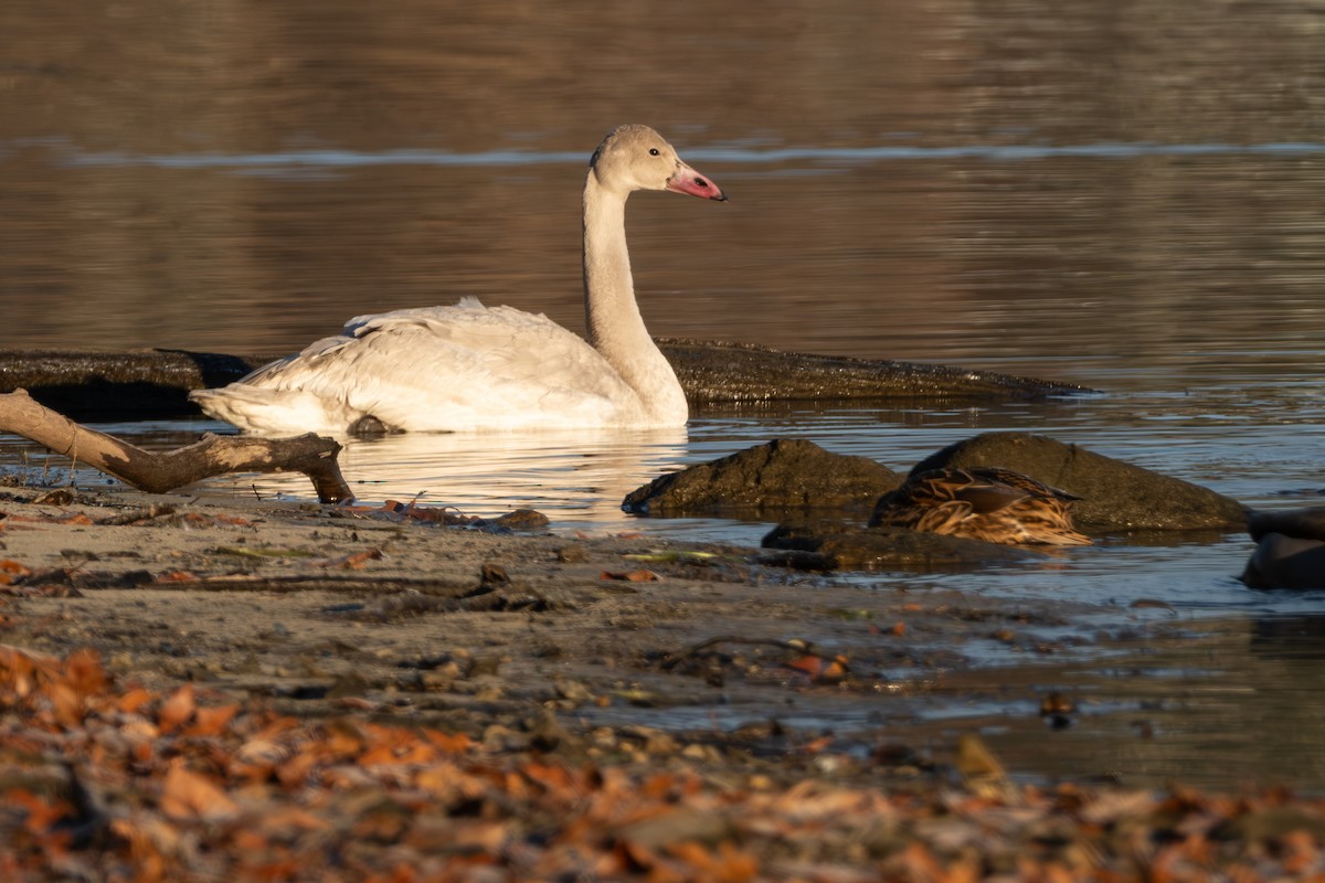 Гунгар хун - ML645735490