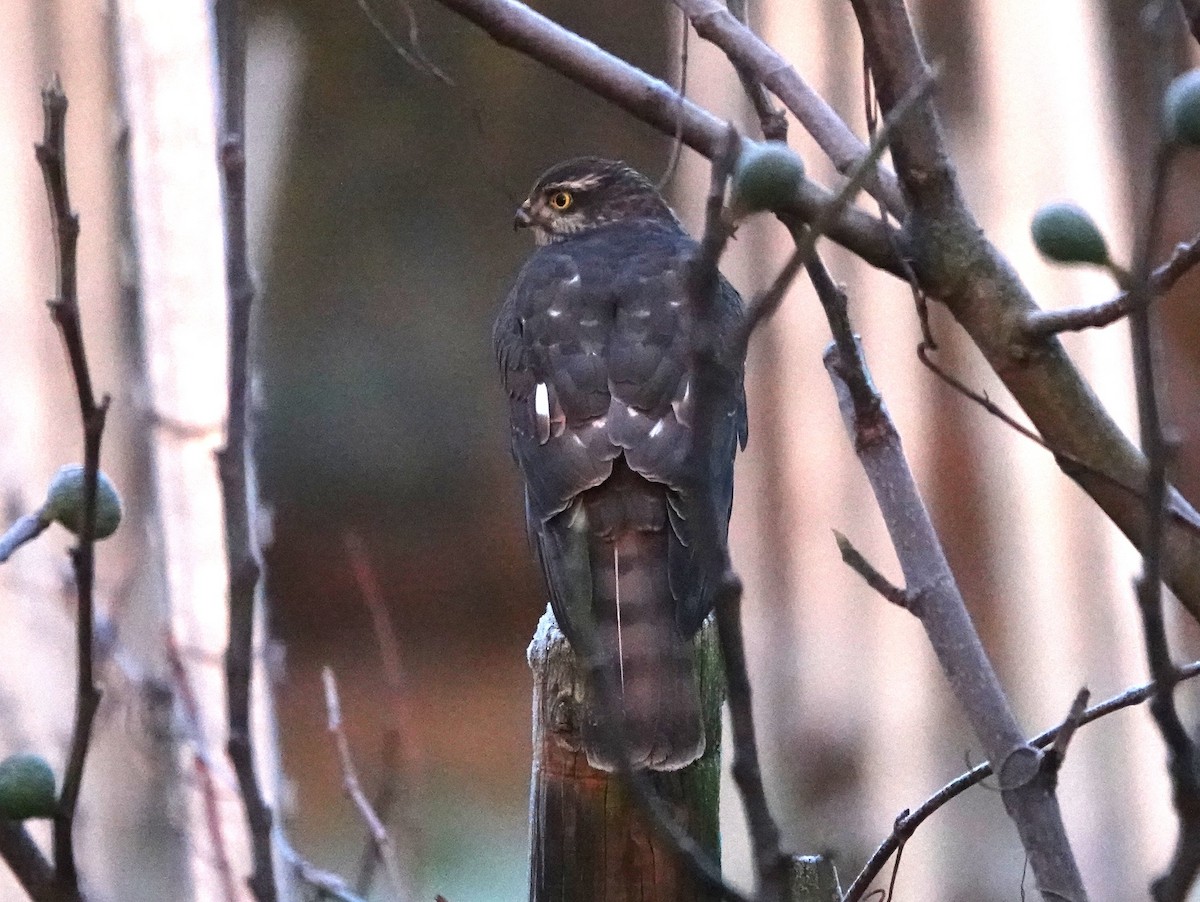 ハイタカ - ML645735491