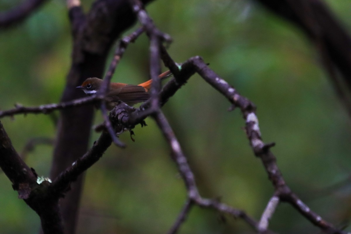 Australian Rufous Fantail - ML645735496