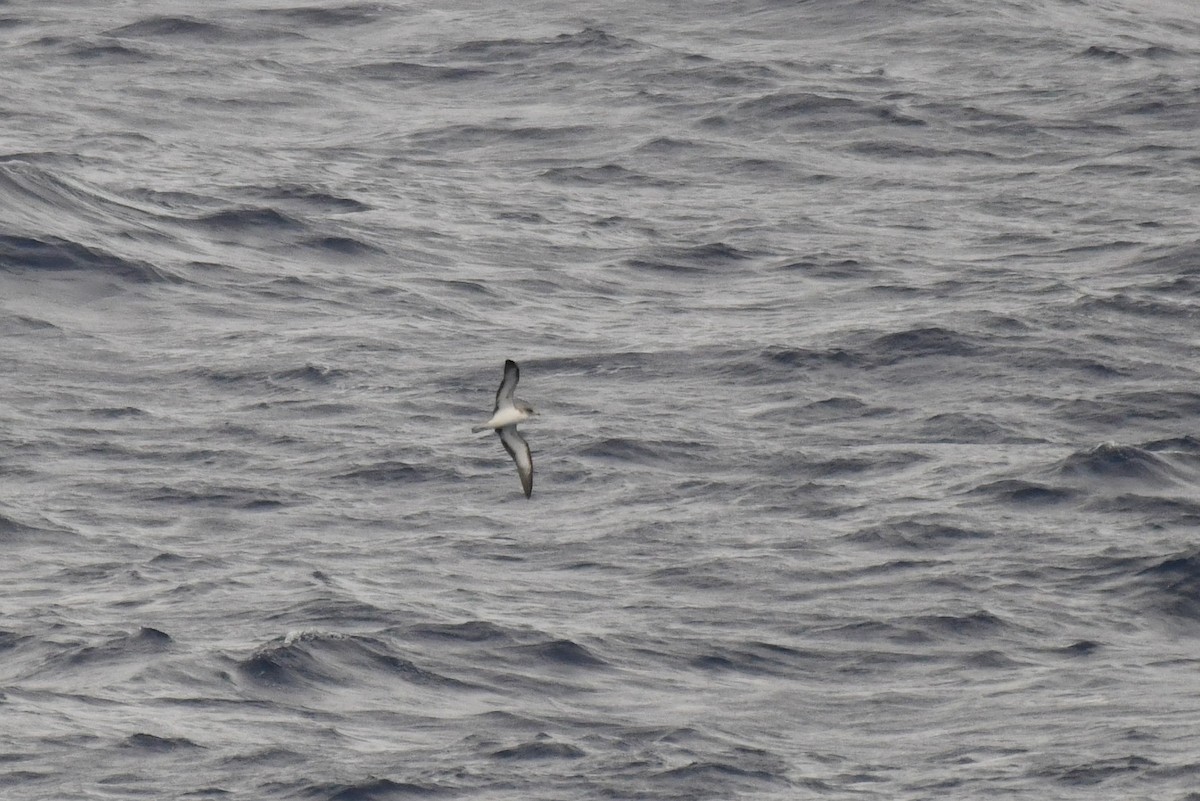 Cory's Shearwater - ML645735497